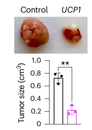 Open access visualization of Bar Plot, Error Bars, Representative Images, Tumor Size, Breast Cancer Organoids