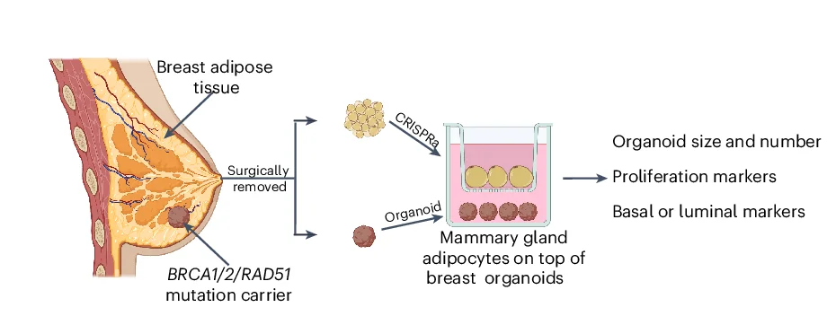 Open access visualization of Workflow, Illustration, Co-Culturing Model, UCP1-CRISPRa, Human Mammary Adipocytes