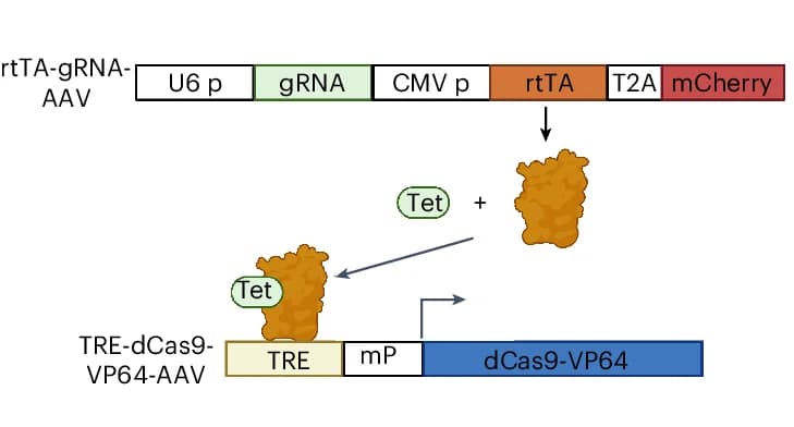 Open access visualization of Workflow, Illustration, CRISPRa-AAV System, Tetracycline, dCas9-VP64 Expression