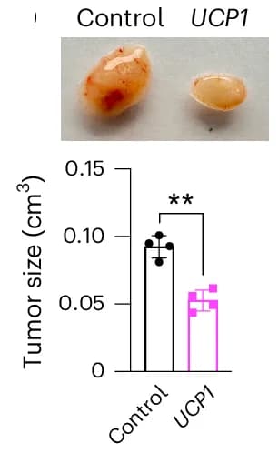 Open access visualization of Bar Plot, Error Bars, MCF-7 Tumors, UCP1-CRISPRa, Human Adipose Organoids