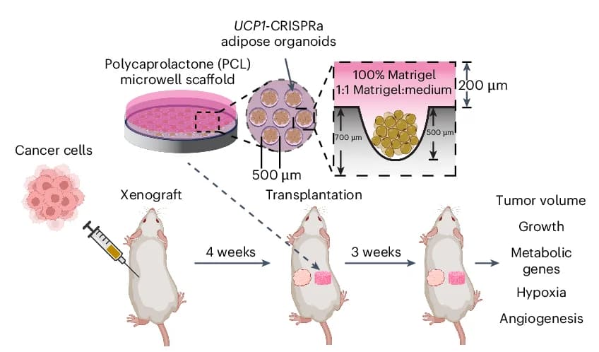 Open access visualization of Workflow, Illustration, MCF-7 Tumors, Cell Scaffolds, UCP1-CRISPRa