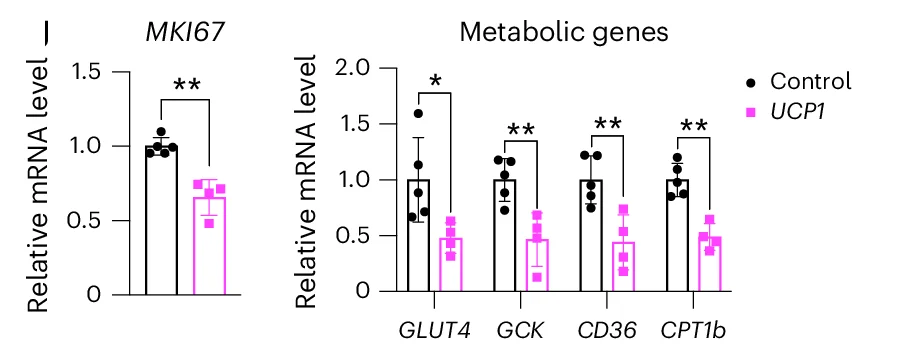 Open access visualization of Bar Plot, Error Bars, RT-qPCR, Proliferation Marker Gene MKI67, Metabolic Genes