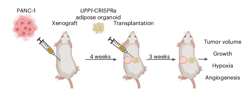 Open access visualization of Workflow, Illustration, PANC-1 Tumors, UPP1-CRISPRa-Modulated Adipose Organoid, SCID Mice