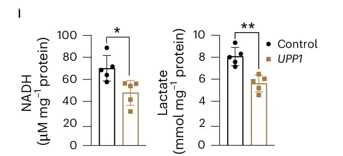 Open access visualization of Bar Plot, Error Bars, Scatter Plot, NADH Levels, Lactate Levels