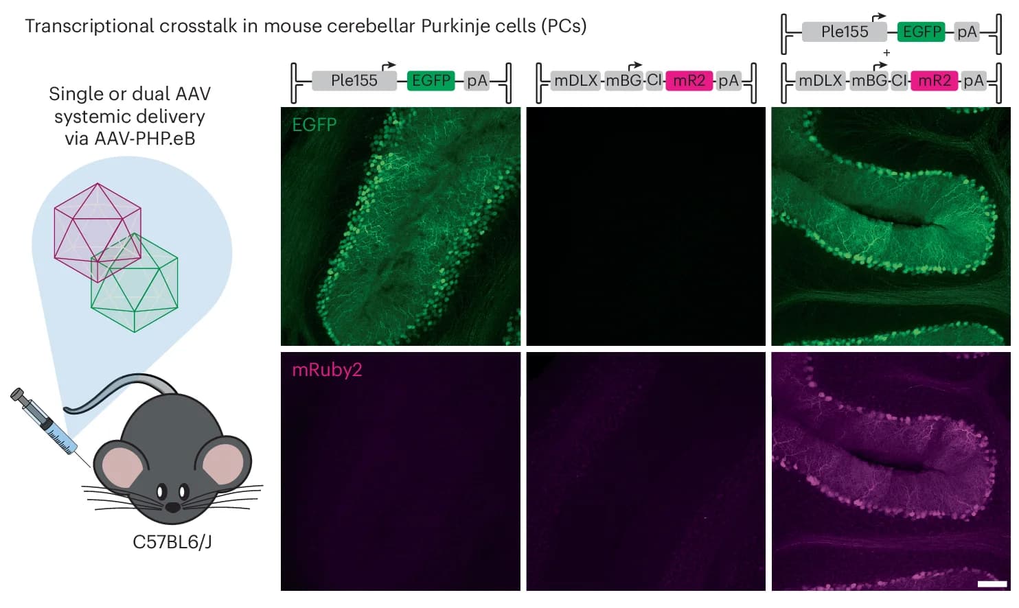 Open access visualization of Microscopy, Illustration, Transcriptional Crosstalk, AAV, Cerebellar PCs