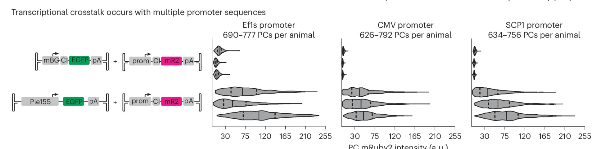 Open access visualization of Violin Plot, Illustration, Transcriptional Crosstalk, Ple155, Minimal Promoters