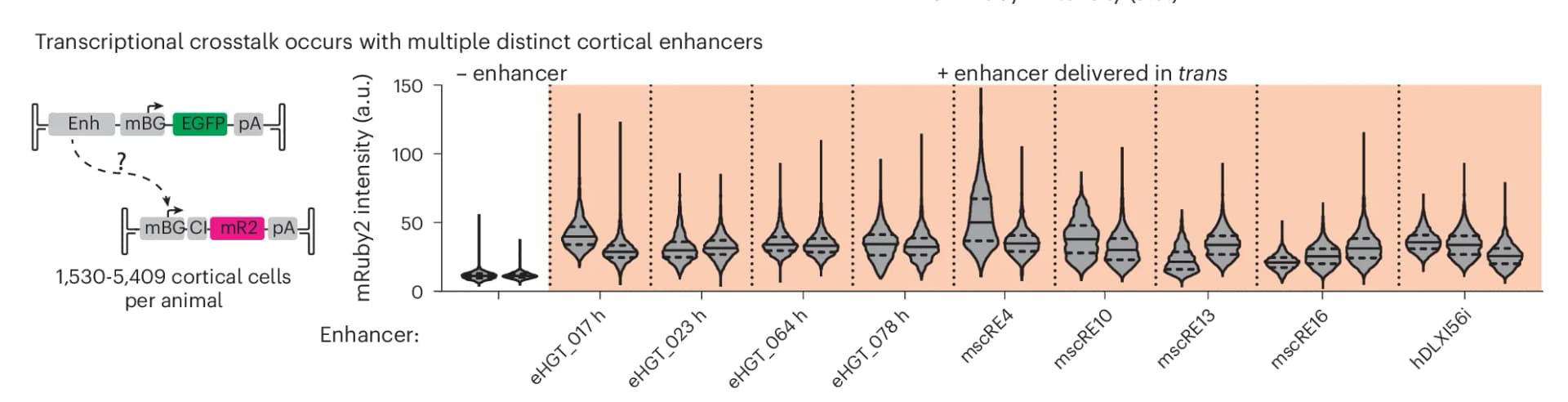 Open access visualization of Violin Plot, Cortical Enhancers, minBG Promoter, mRuby2, AAV