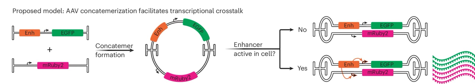 Open access visualization of Workflow, Flowchart, Illustration, Transcriptional Crosstalk, Episomes