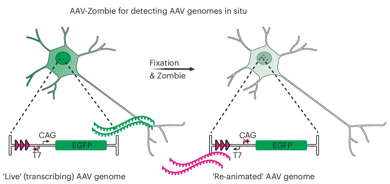 Open access visualization of Illustration, Workflow, AAV-Zombie, Barcode, Phage RNA Polymerase Promoter