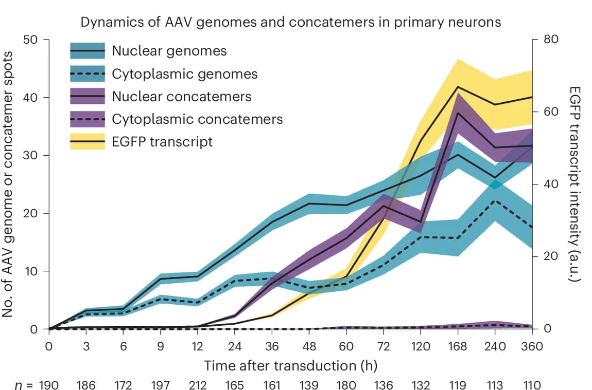 Open access visualization of Line Plot, Error Bars, AAV Transduction, Concatemer Formation, EGFP Reporter