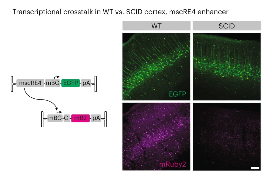 Open access visualization of Microscopy, Workflow, Transcriptional Crosstalk, SCID Animals, Layer 5 Pyramidal Tract Neuron Enhancer