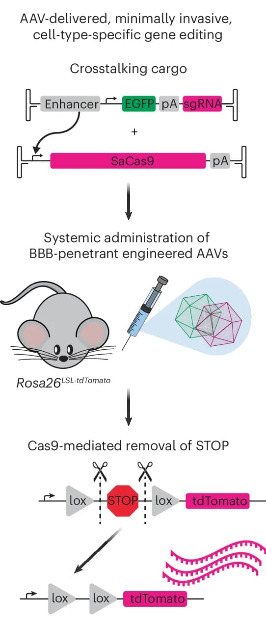 Open access visualization of Workflow, Illustration, Gene Editing, AAV, SaCas9