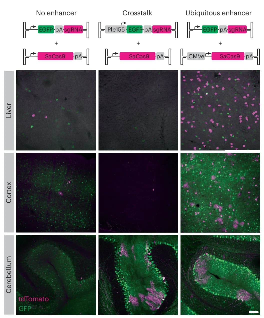 Open access visualization of Microscopy, Gene Editing, Ple155 Element, SaCas9, PCs