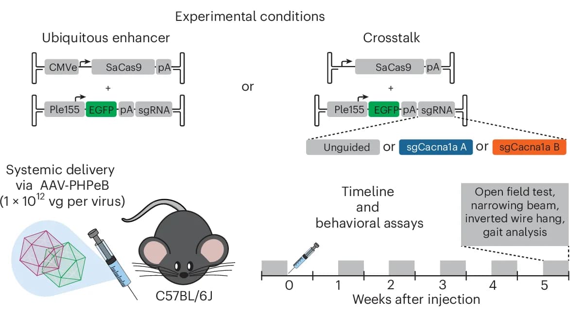 Open access visualization of Workflow, Illustration, SaCas9, CMVe, PCs