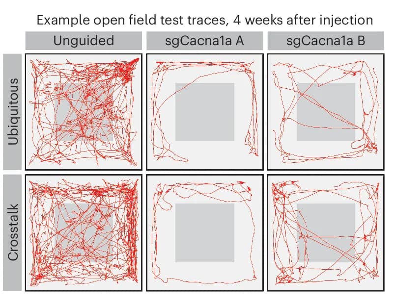 Open access visualization of Line Plot, Ataxic phenotypes, Cacna1a, Motor behavior, Open field test