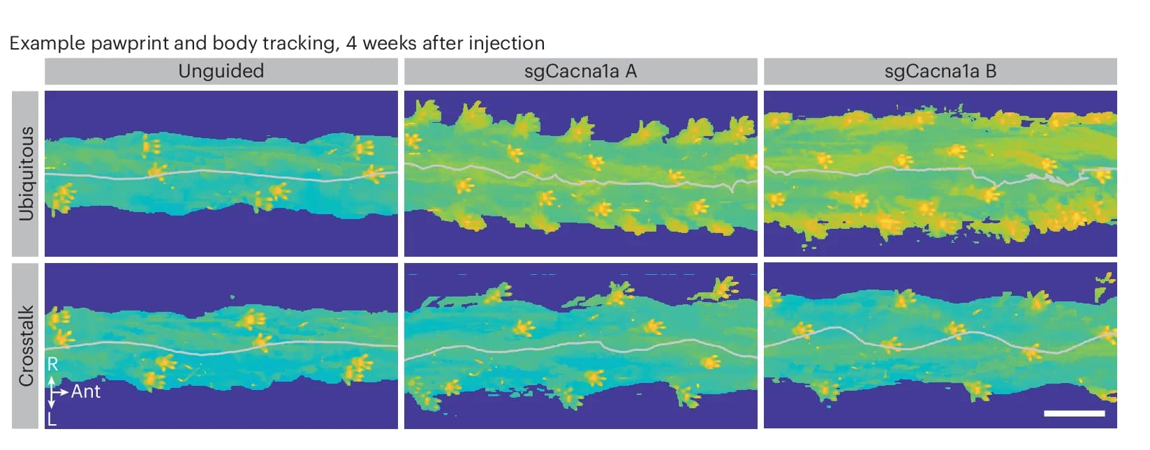 Open access visualization of Photo, Ataxic phenotypes, Cacna1a, Motor behavior, Pawprint
