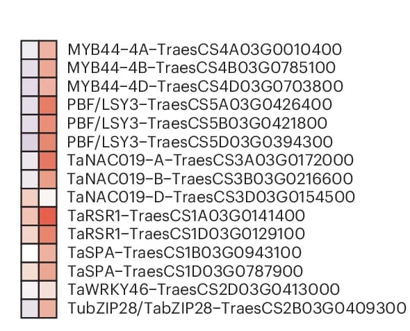 Open access visualization of Heatmap, Transcription Factors, Starch Synthesis, Wheat Endosperm Development
