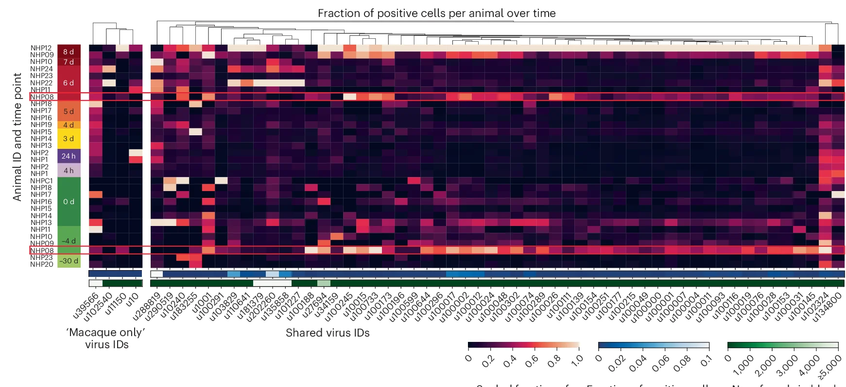 Open access visualization of Heatmap, Clustered, Positive Cells, Virus IDs, EVD