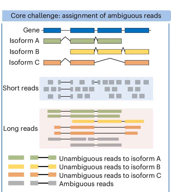 Open access visualization of Workflow, Illustration, Gene Isoform, Short Reads, Long Reads