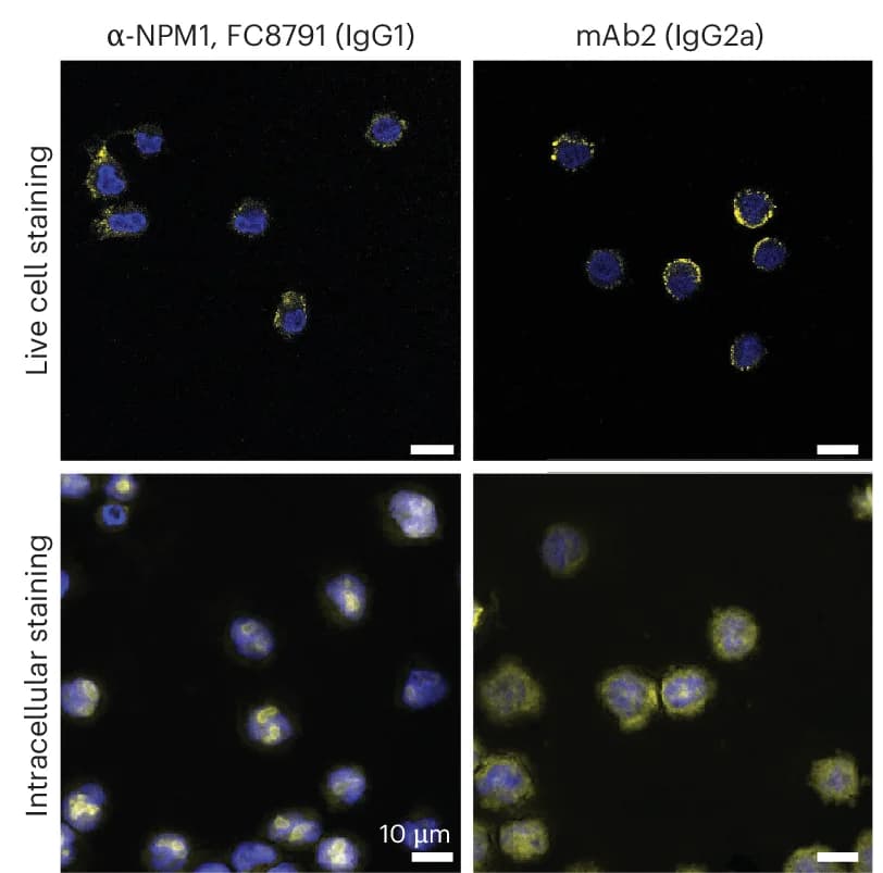 Open access visualization of Microscopy, Confocal Microscopy, OCI-AML3 Cells, Antibody, Formaldehyde Fixation