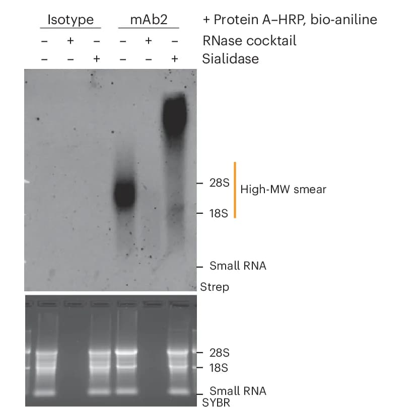Open access visualization of Gel, Cell Surface Labeling, Protein A-HRP, Biotin-Aniline, Cell Surface RNAs