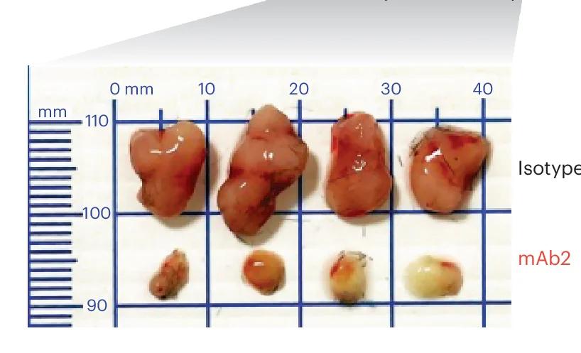 Open access visualization of Photo, MC38 Tumors, Isotype Control, mAb2
