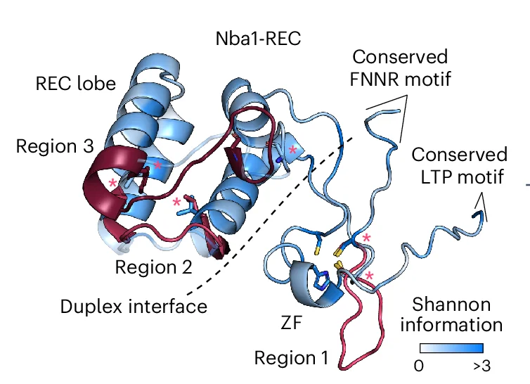 Open access visualization of Protein Structure, AlphaFold2 Model, REC Region, OrufIscB-REC, Loop Swaps