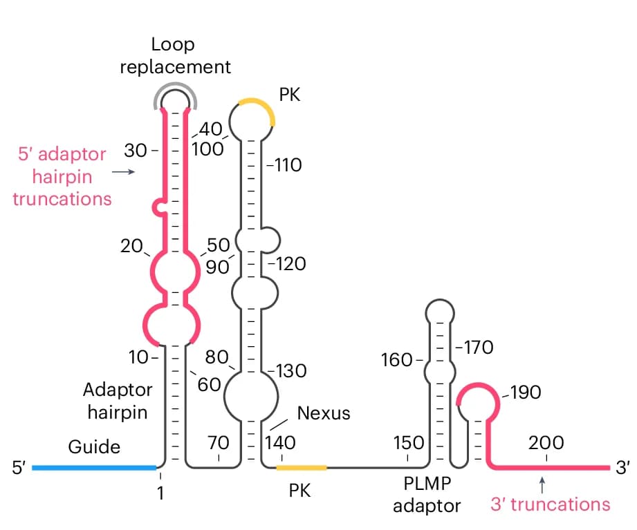 Open access visualization of Illustration, OrufIscB, RNA, Secondary Structure, Model