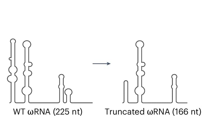 Open access visualization of Illustration, OrufIscB, RNA Scaffold, Schematic