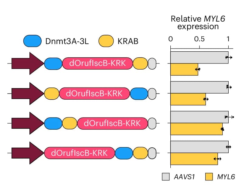 Open access visualization of Bar Plot, Error Bars, Protein Fusion Architectures, OMEGAoff System, Transcript Levels