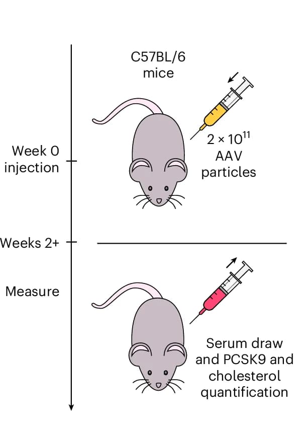 Open access visualization of Workflow, Illustration, In Vivo, Pcsk9 Repression, AAV Delivery