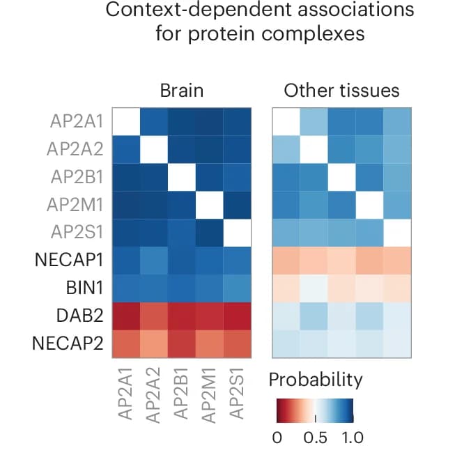 Open access visualization of Heatmap, AP2 Subunits, Synaptic Proteins, Heat Maps, Association Scores