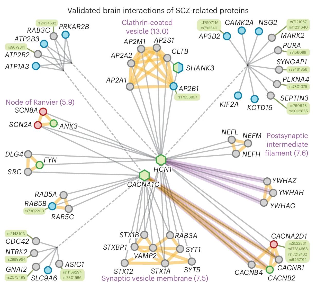 Open access visualization of Network, Pathway, Brain Interactions, Schizophrenia, Pulldown Studies
