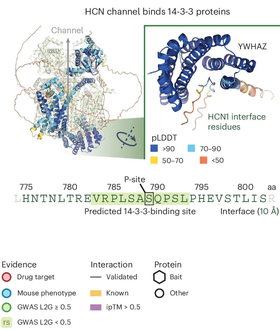 Open access visualization of Protein Structure, AlphaFold2, Protein Interface, HCN1, 14-3-3 Proteins