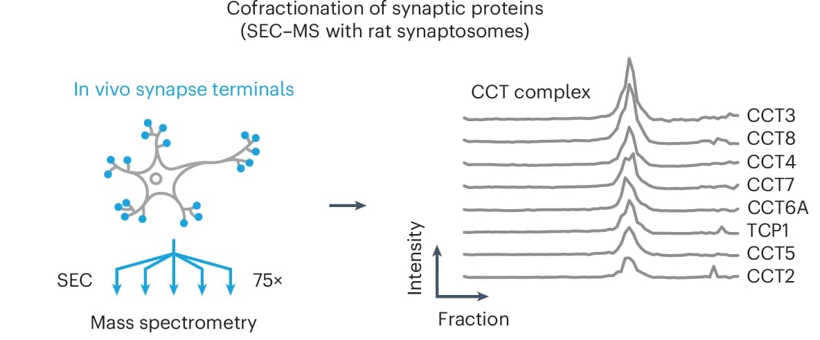 Open access visualization of Line Plot, Workflow, In Vivo Synaptosomes, Rat Neurons, SEC