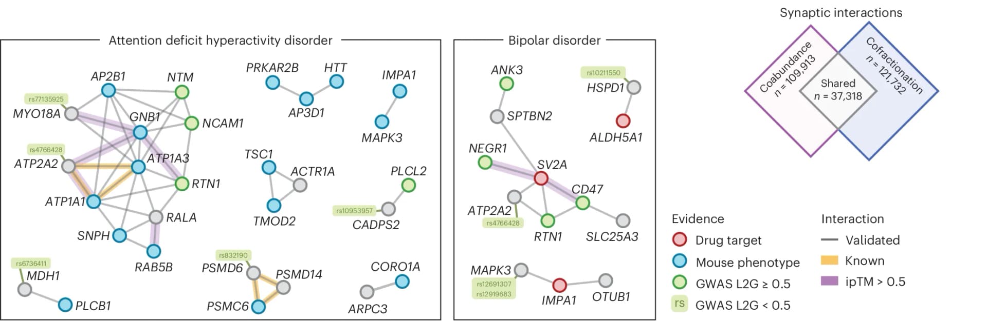 Open access visualization of Network, Venn Diagram, Synaptic Proteins, SynGO, ADHD