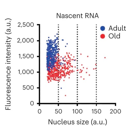 Open access visualization of Scatter Plot, XY scatterplot, Fluorescence intensity, EU-labeled nascent RNA, Nuclear sizes
