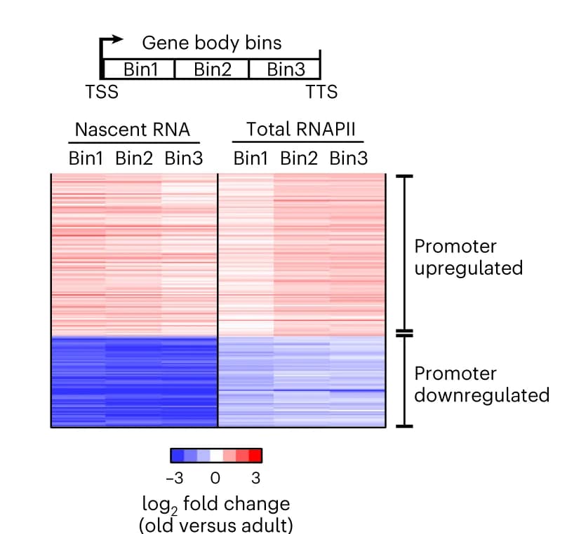 Open access visualization of Heatmap, Log2 Fold Change, Nascent RNA, RNAPII, Gene Bodies