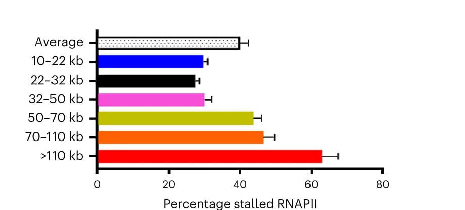Open access visualization of Bar Plot, Error Bars, Stalled RNAPII, Gene Bodies, Gene Length