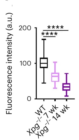 Open access visualization of Box Plot, Box and whisker plot, Quantification, Xpg -/- mice, WT mice