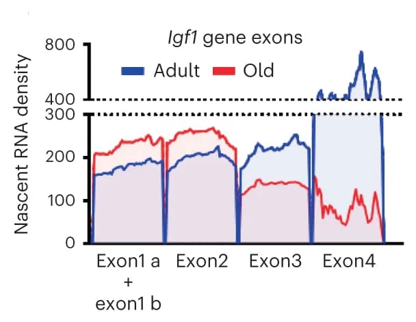 Open access visualization of Line Plot, Density Plot, Sequencing density profiles, Igf1 gene, Exons