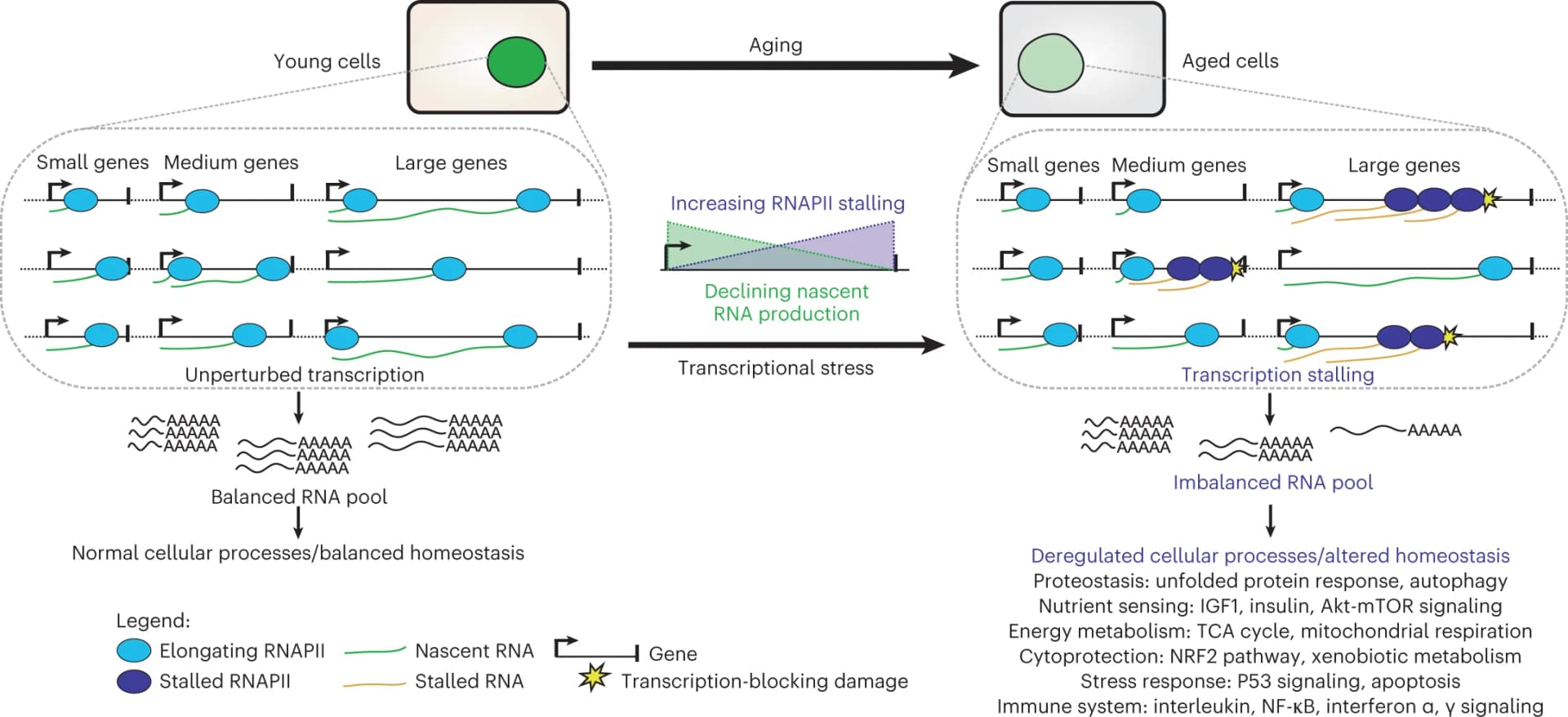 Open access visualization of Workflow, Illustration, RNAPII Stalling, DNA Damage, Aging