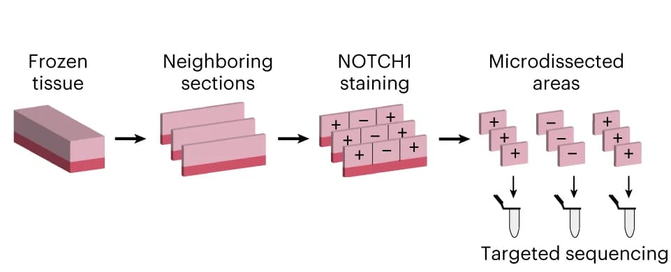 Open access visualization of Workflow, Flowchart, Illustration, NOTCH1, Cryosection