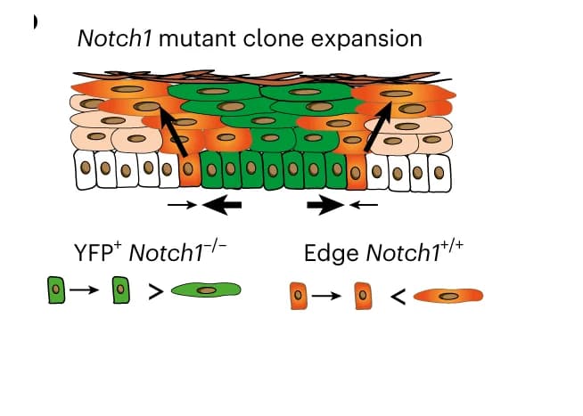Open access visualization of Illustration, Workflow, Protocol, YFPCreNotch1 Mice, Clonally Induced