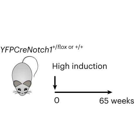 Open access visualization of Workflow, Illustration, Mice, Aging, YFPCreNotch1 +/flox