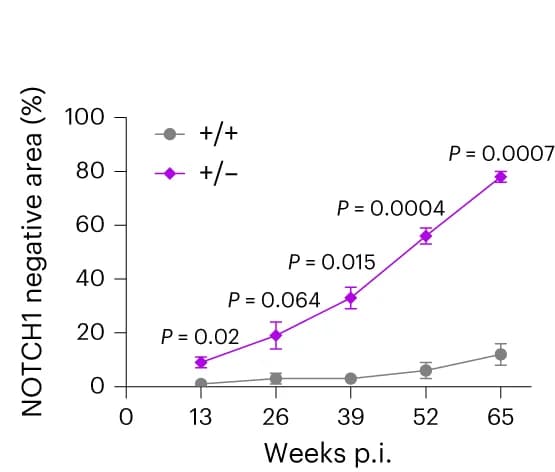 Open access visualization of Line Plot, Error Bars, NOTCH1 area, Aging, Notch1 +/+