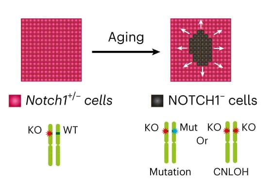 Open access visualization of Workflow, Illustration, Schematic, Notch1 +/- cells, NOTCH1 cells