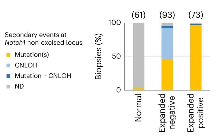 Open access visualization of Stacked Bar Plot, Normal biopsies, Expanded NOTCH1 biopsies, Expanded NOTCH1 + biopsies, Notch1 mutations