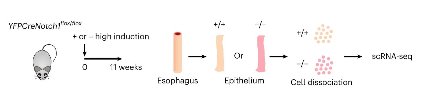 Open access visualization of Workflow, Flowchart, Illustration, Mice, Esophageal Epithelium