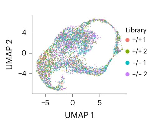 Open access visualization of Scatter Plot, UMAP, UMAP Plot, Keratinocytes, Cells